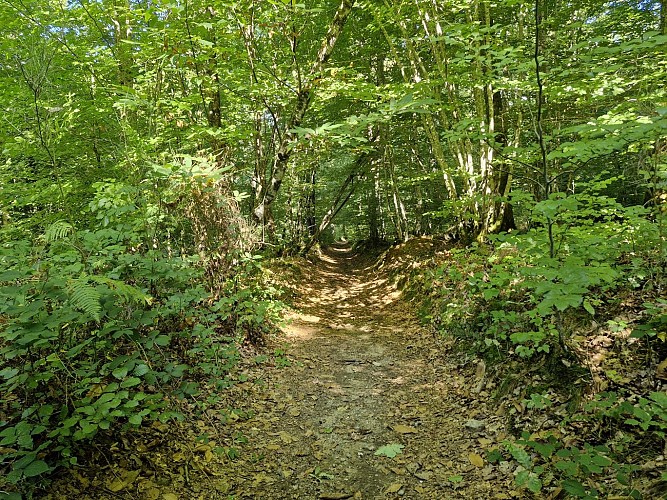Forêt de Montard - Autour de la Grenerie n°8 - Masseret-Lamongerie © JL OT TDC