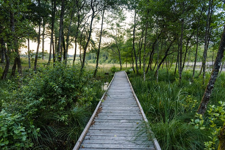 Etang de la Besse - Forêt de Meilhards - Masseret-Lamongerie