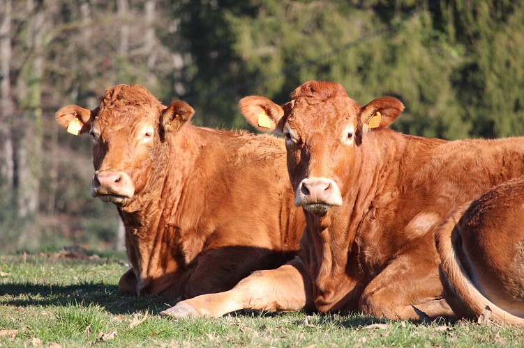 Elevage Limousin - Forêt de Meilhards - Masseret-Lamongerie 