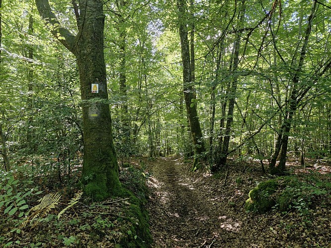 Forêt de Montard - Forêt de Meilhards - Masseret-Lamongerie © JL OT TDC