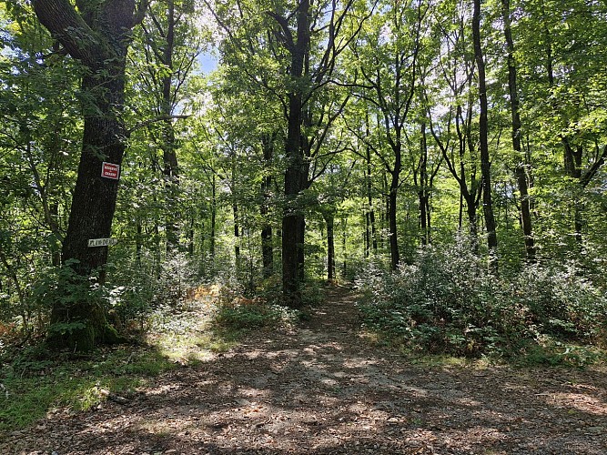 Forêt de Montard - Masseret-Lamongerie - la boucle des 3 villages © JL OT TDC (1)