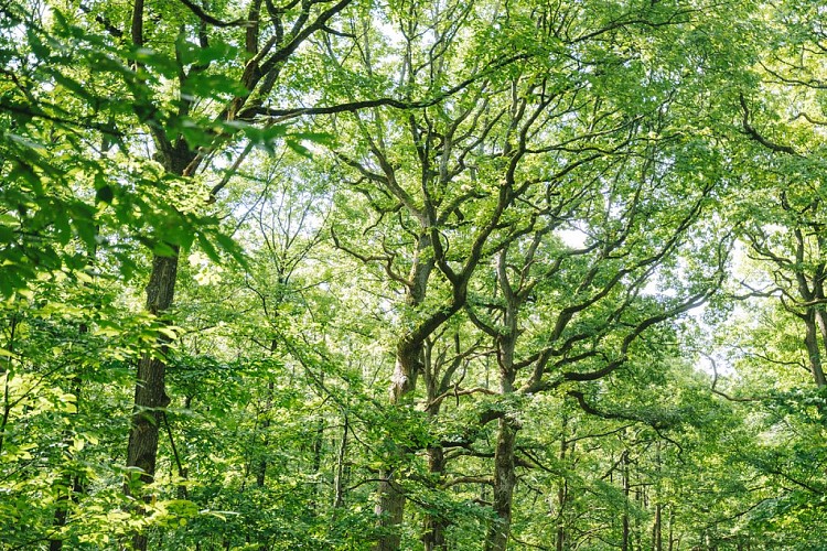 Parcours Trail 1 - Base Trail des Yvelines_Saint-Rémy-lès-Chevreuse