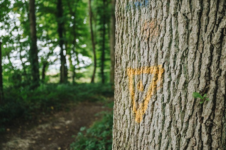 Parcours Trail 2 - Base Trail des Yvelines_Saint-Rémy-lès-Chevreuse