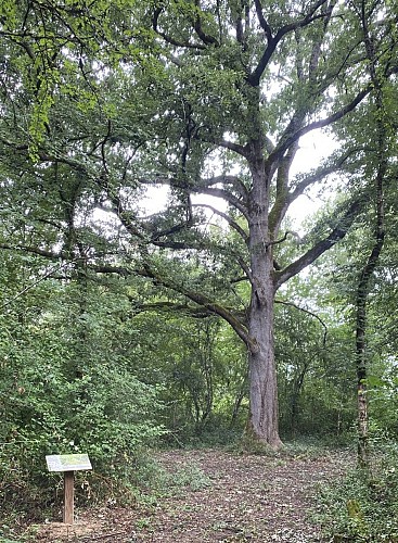 Labéjan : le sentier des coteaux_Labéjan