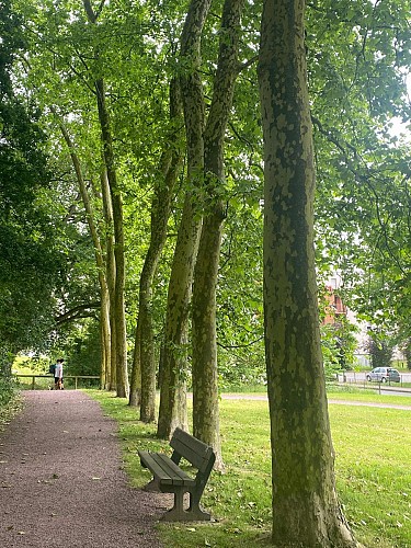 Allée de platanes après aire de jeux