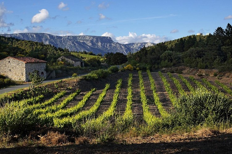 VTT Vignoble de Berlou - George Souche