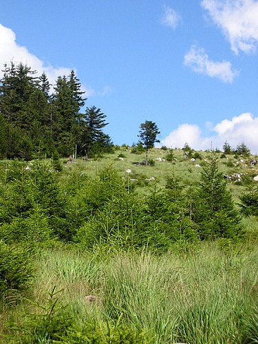 WANDERTOUR LES PINGOUINS