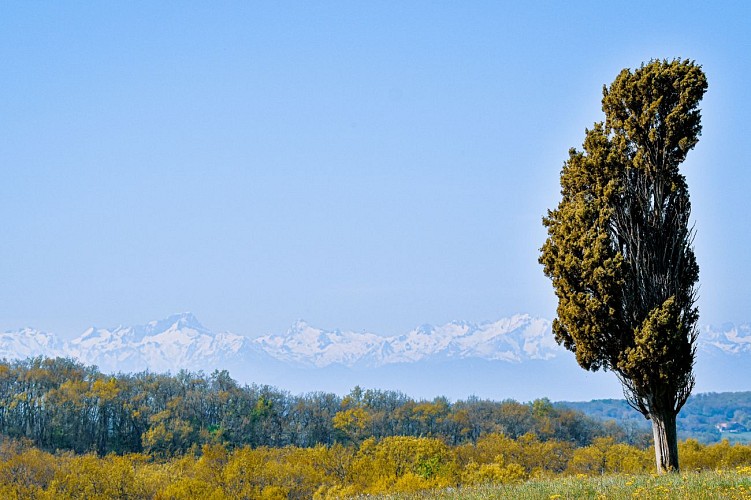 Labéjan : Arbres, Panoramas et Castelnau (AAG PR4)_Labéjan