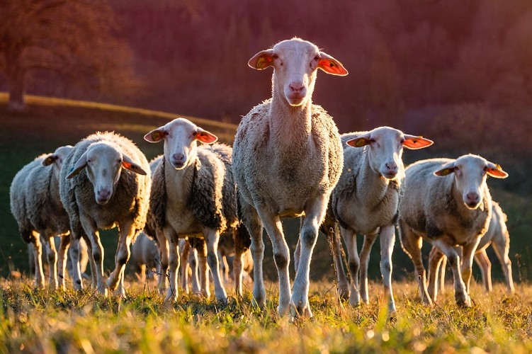 FRANCE - AGRICULTURE - ANIMALS IN THE COUNTRYSIDE - SHEEPS
