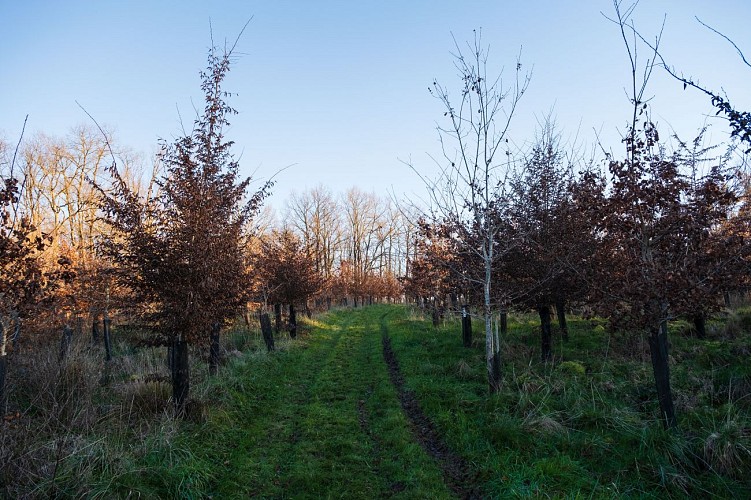 PLANTATION DES ECOLIERS DE CASSAGNE