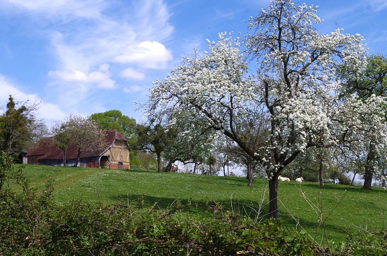 Les Champeaux-en-Auge