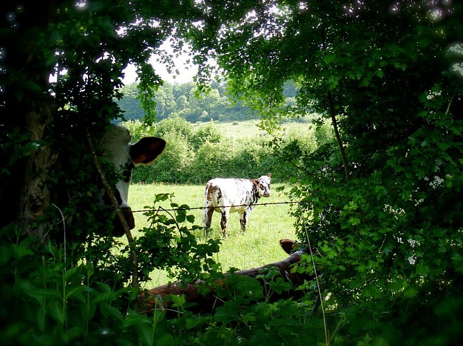 Randonnée Pays du camembert