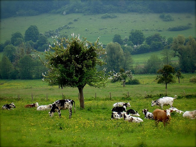 Randonnée Pays du camembert