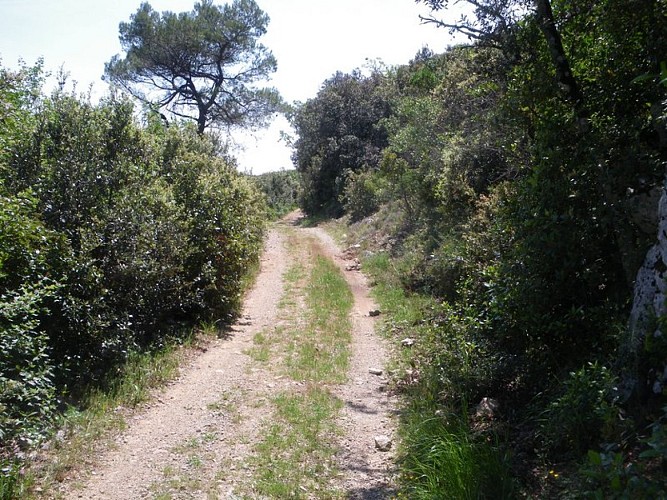 Cheminement dans la fôret des Morières