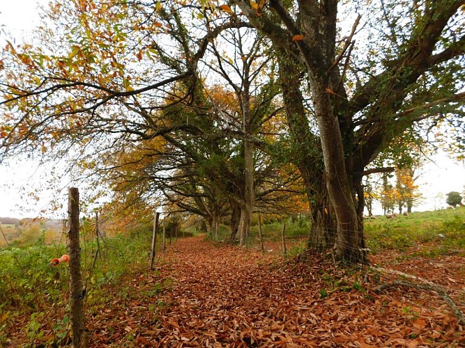 Circuit du pont de la roche - Vigeois