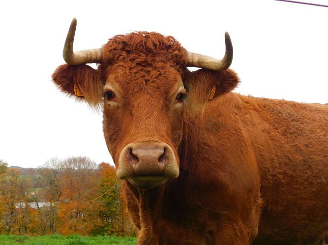 Circuit du pont de la roche - Vigeois
