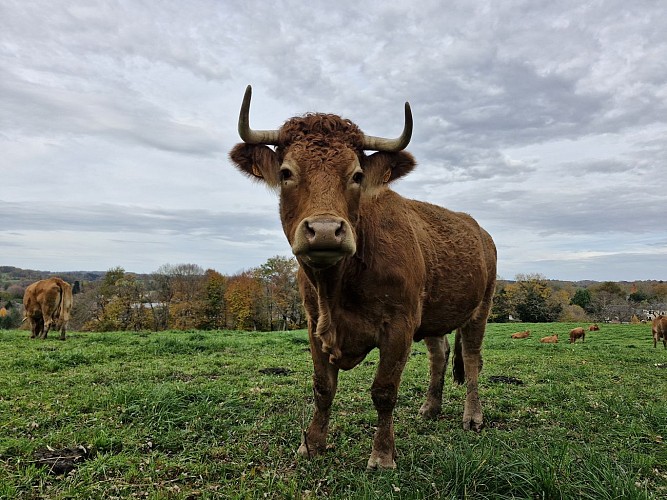 Circuit du pont de la roche - Vigeois