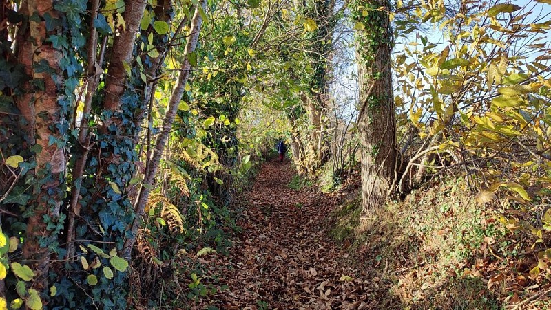 Chemin creux - La campagne de Plufur