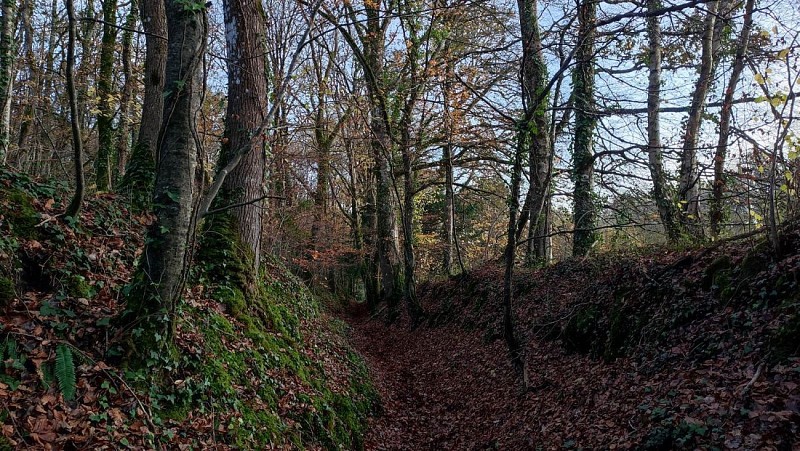 Chemin creux - La campagne de Plufur