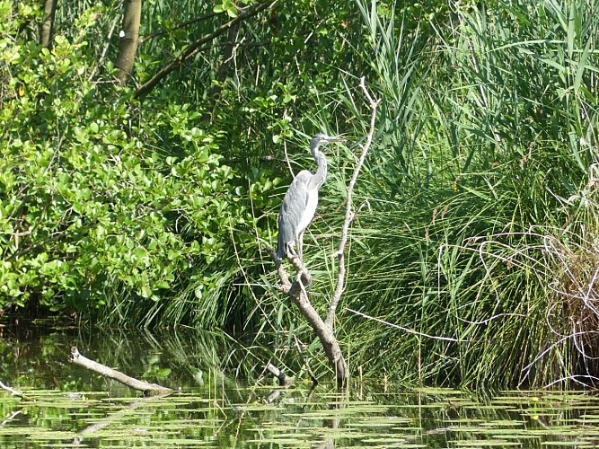 Les marais de Fontenay