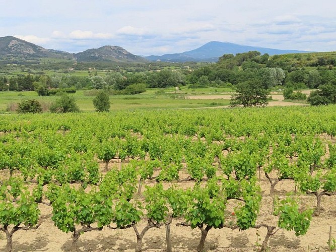 Vue sur le Mont Ventoux