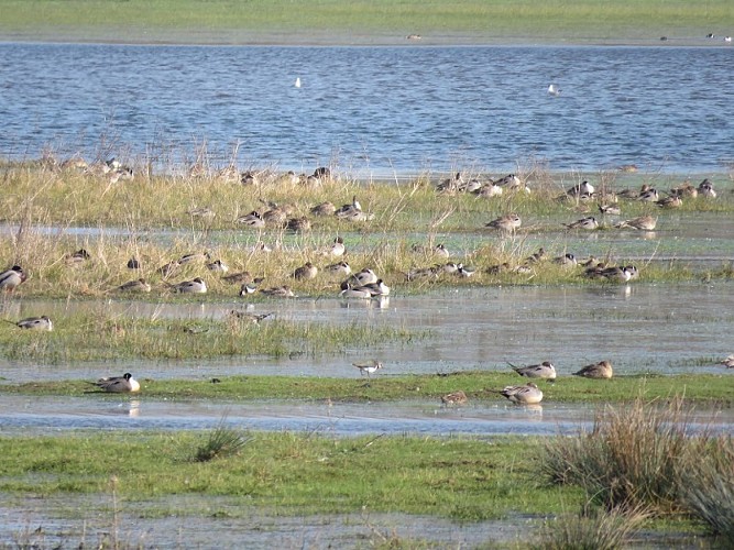 Vélo promenade-Marais du Couesnon-MaraisSougeal (c)AurelienBellanger