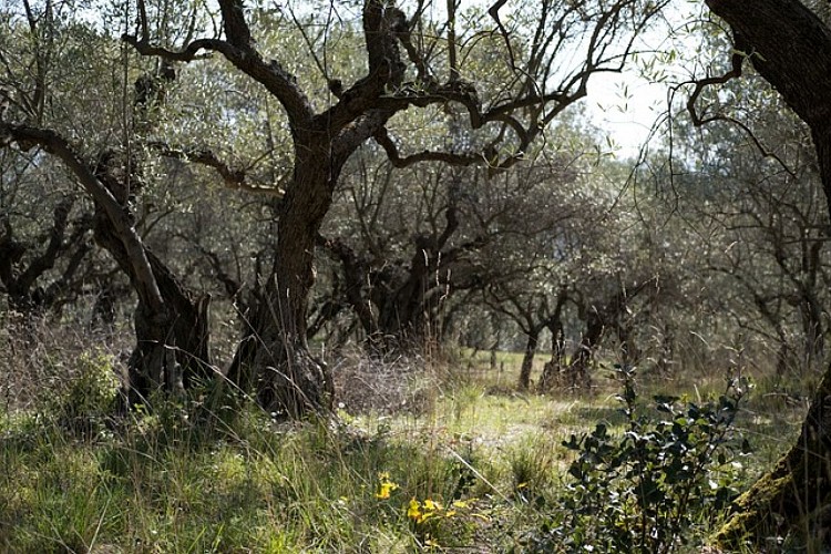 Chemin de Puimichel