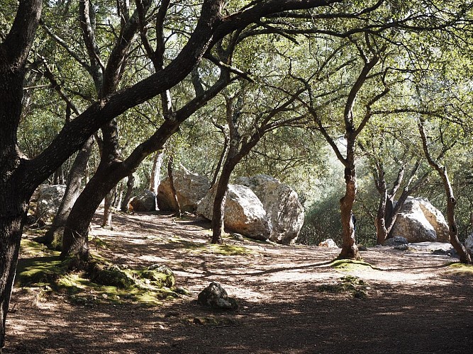 Forêt du Prieuré