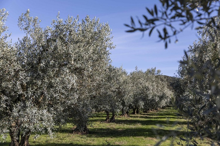 Chemin des Oliviers