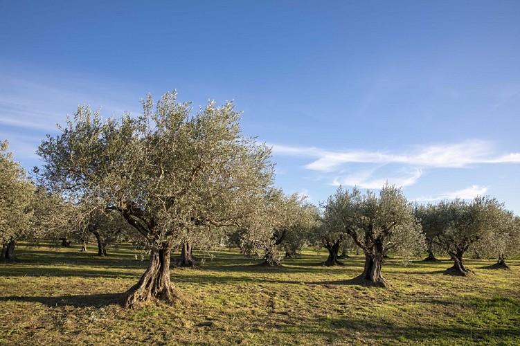Chemin des Oliviers