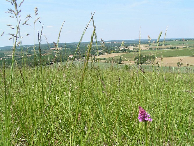 FAR-WEST TENAREZIEN - VTT-FFC 14 - Condom_Condom