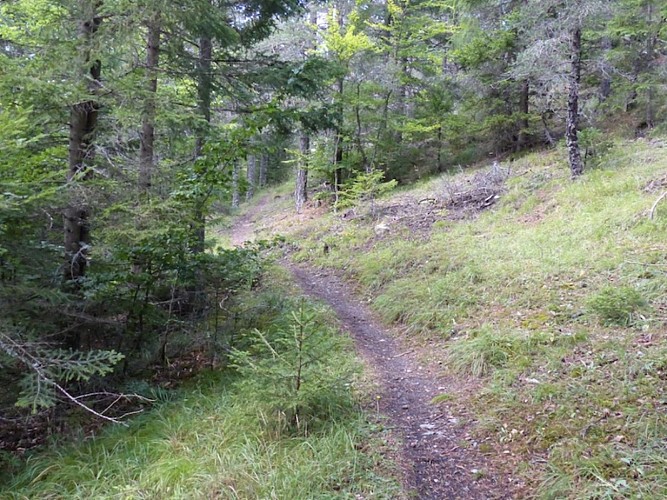 La Forestière A/R n°8