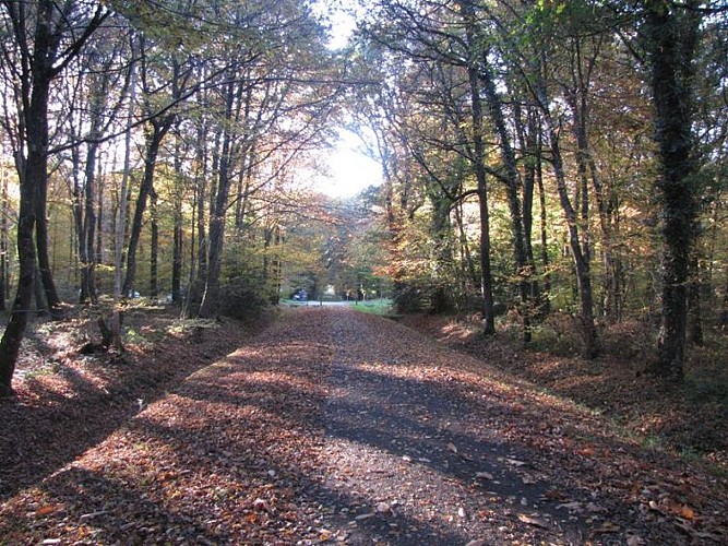 Foret de Montauban de Bretagne