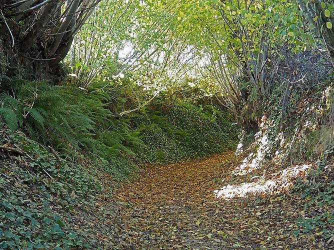 Chemin creux