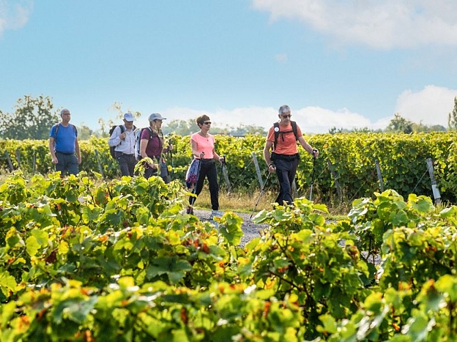 Randonnée pédestre - Vignoble de Vernou-sur-Brenne
