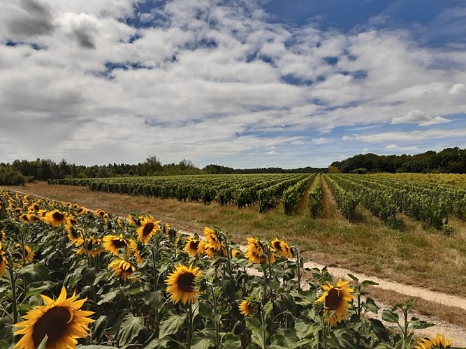 Vignes de l'AOC touraine amboise. Randonnée de Saint-Ouen-les-Vignes