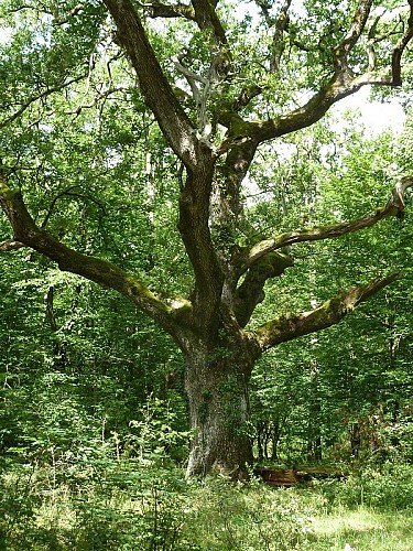 Domaine de Candé - Randonnée A l'ombre des chênes centenaires