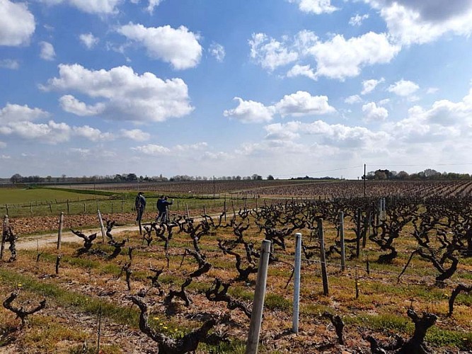 Sentier de randonnée de Rochecorbon - Entre Loire et vignes