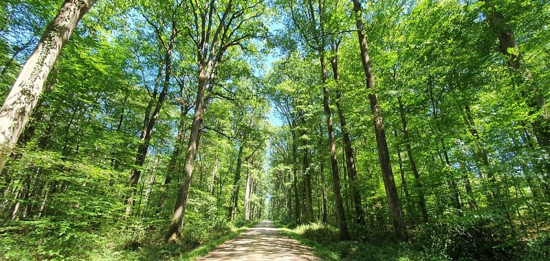 Forêt domaniale de Loches