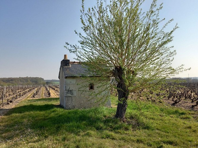 Loge_vigne_Coliniere_Chancay_crédit_OTMV_NB_2052 (6)