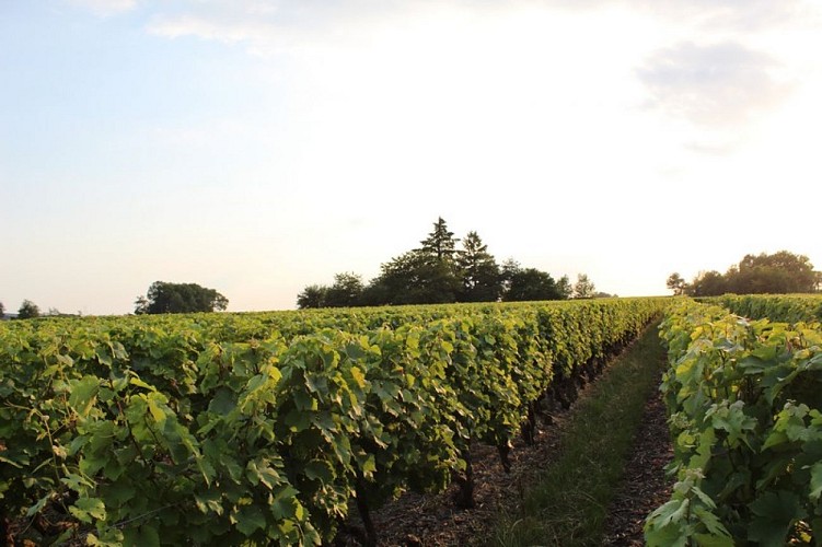Vignoble de Chançay
