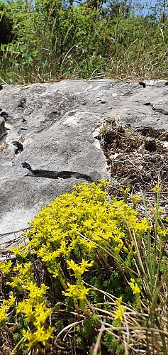 Hiking - Donjon de Buenc, Sur le Mont
