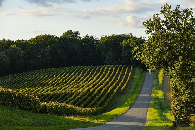 Paysage Armagnac