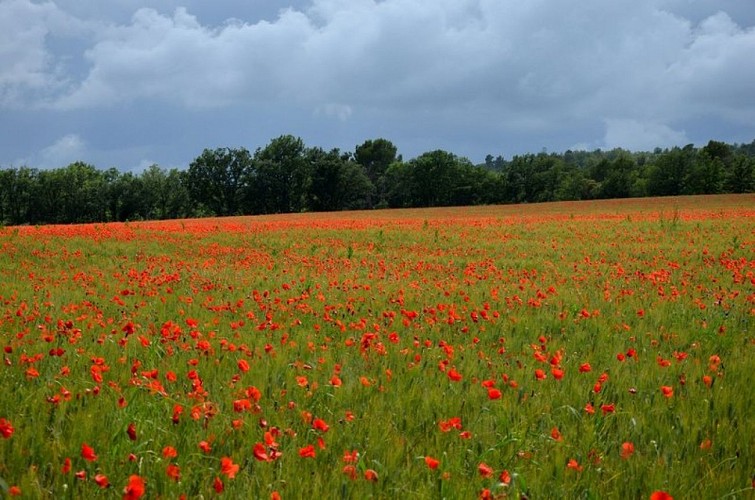 Champs de coquelicots