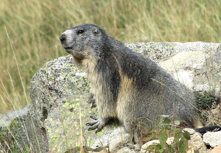 Marmotte