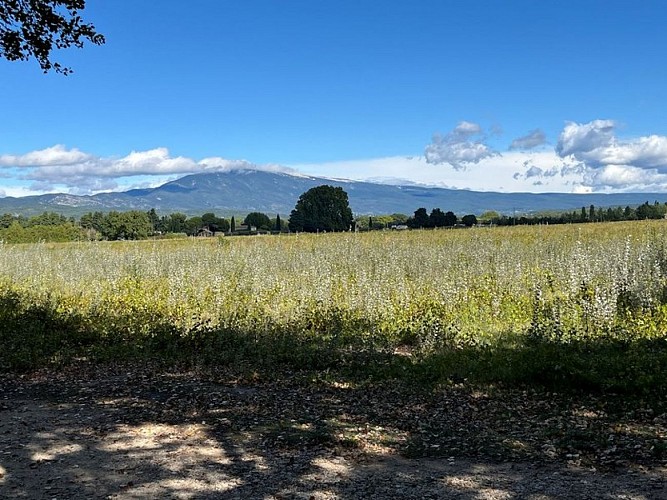 Vue sur le Ventoux