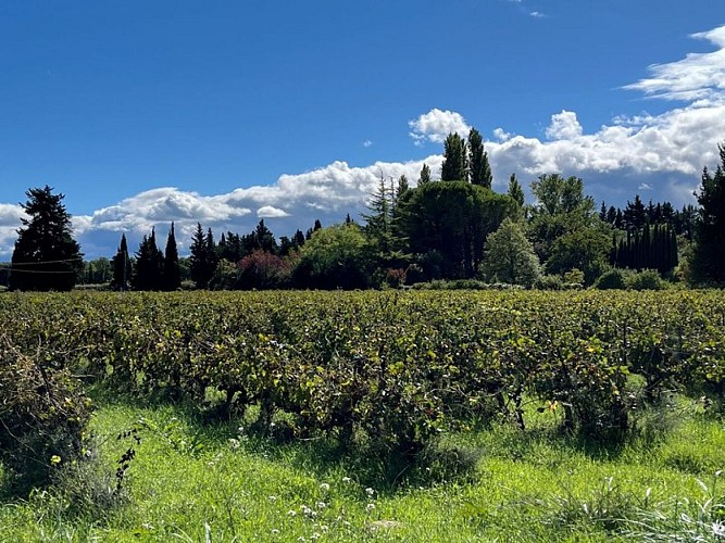 Vignes