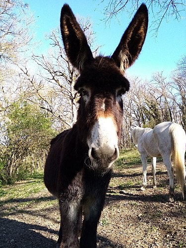 sentier BERAT le bonjour des ânes  © OTI coeur de garonne