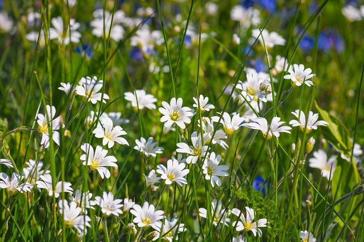 Sentier de randonnée - Les Balcons des Grands Prés - Circuit 3_Saint-Jean-de-Tholome