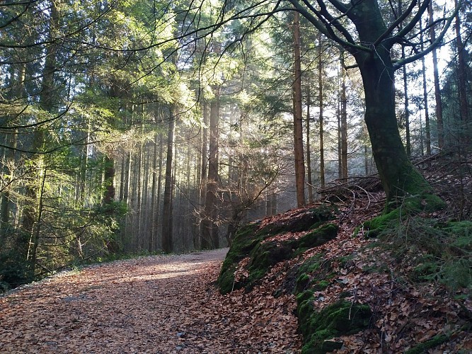Sentier Nature du bois d'Ospau